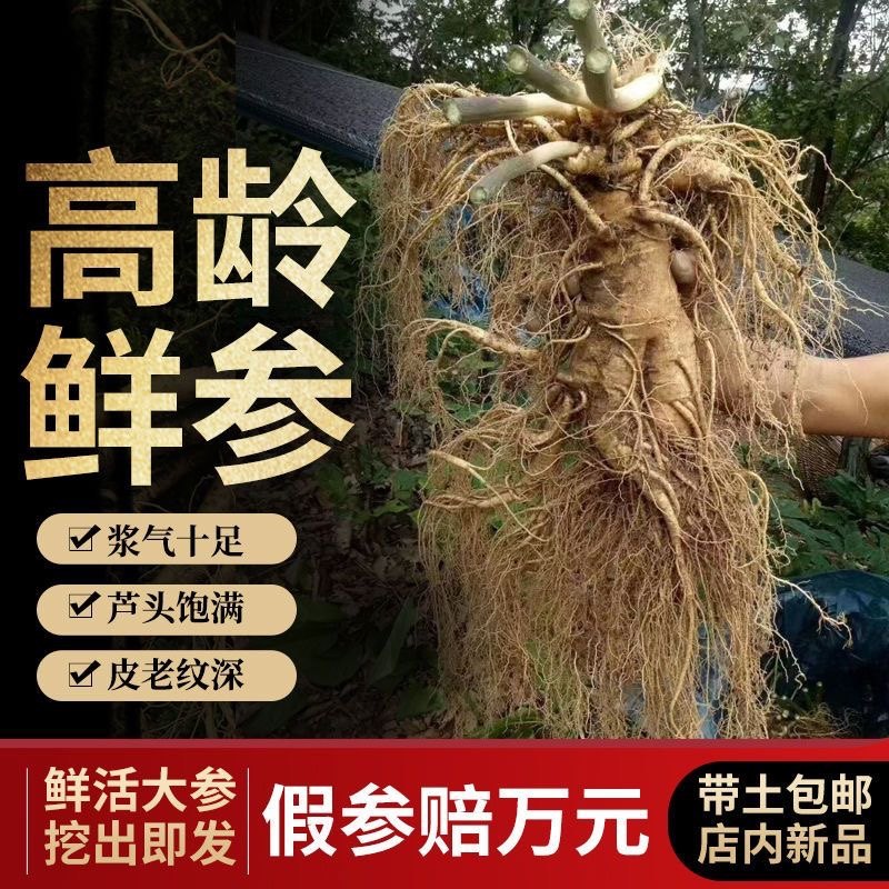 长白山现挖鲜人参整枝精品500克