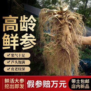 长白山新鲜人参园参现挖鲜人参鲜参野山参整枝500克煲汤泡酒特级