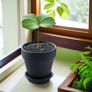 轻奢高级感黑色大口径花盆透气阳台北欧植物红陶绿萝盆栽室内家用