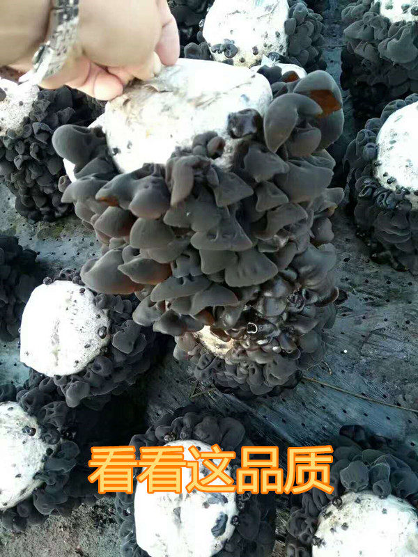 东北木耳秋木耳厚有嚼劲