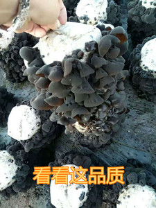 东北木耳秋木耳厚有嚼劲