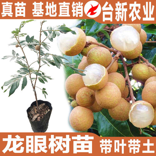 龙眼树苖果树果苗盆栽当年结果