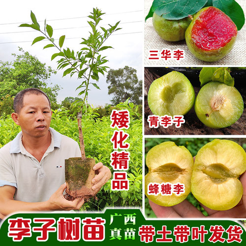 四季可种蜂糖李子树苗带土叶嫁接