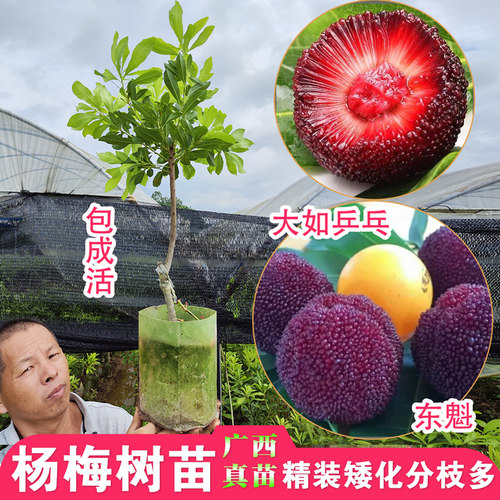 带土带叶东魁杨梅苗嫁接带土带叶