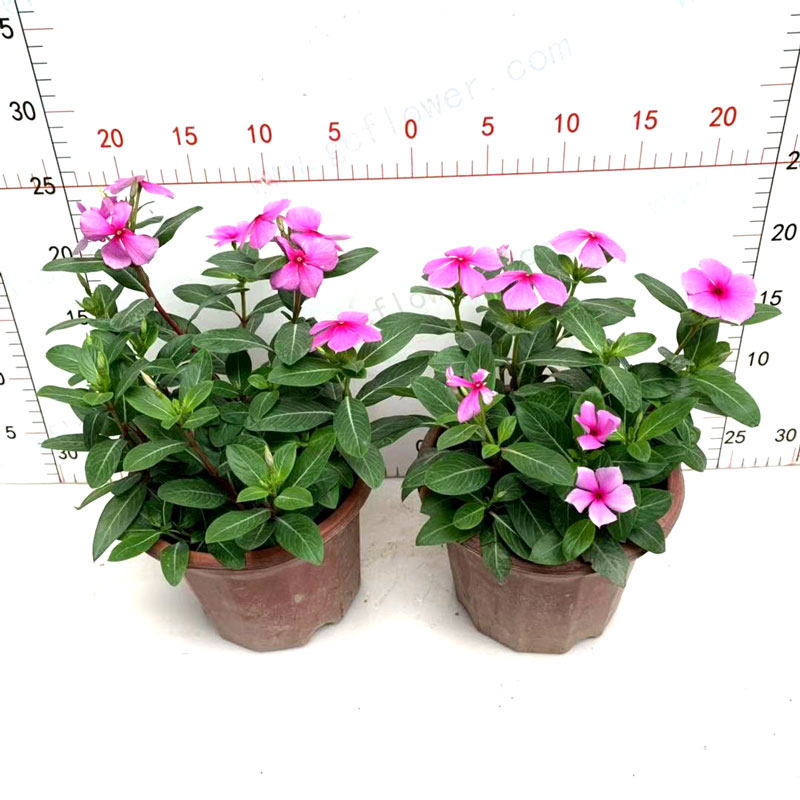 长春花盆栽五叶梅花卉苗日日春室外阳台庭院绿化花卉耐热四季开花