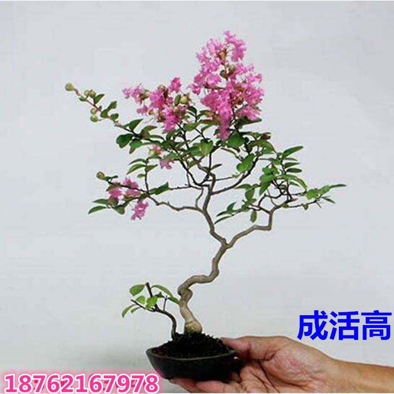 红火球紫薇微型盆景 小老桩矮霸小盆景 红花紫薇树小苗造型不带叶