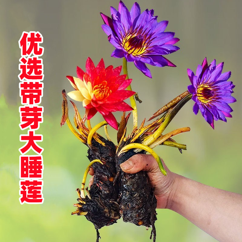 睡莲水培植物四季睡莲带花苞发货莲花水养睡莲苗根块池塘鱼缸耐寒