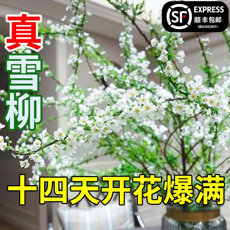 重瓣雪柳鲜枝龙柳干支枝盆栽水养水培植物鲜花卉室内遇水开花绿植_虎窝淘