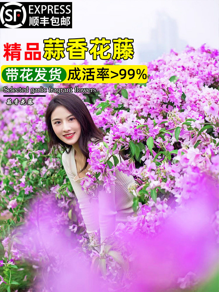 蒜香藤花紫铃庭院藤本植物法国香水炮仗花带叶攀援花卉盆栽开花卉