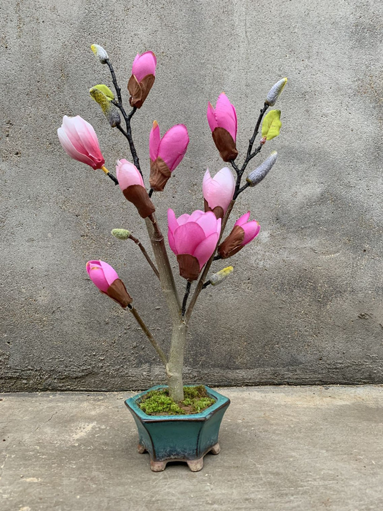 盆栽矮化嫁接玉兰苗紫玉兰花树苗红白黄玉兰南北方种耐寒花卉植物