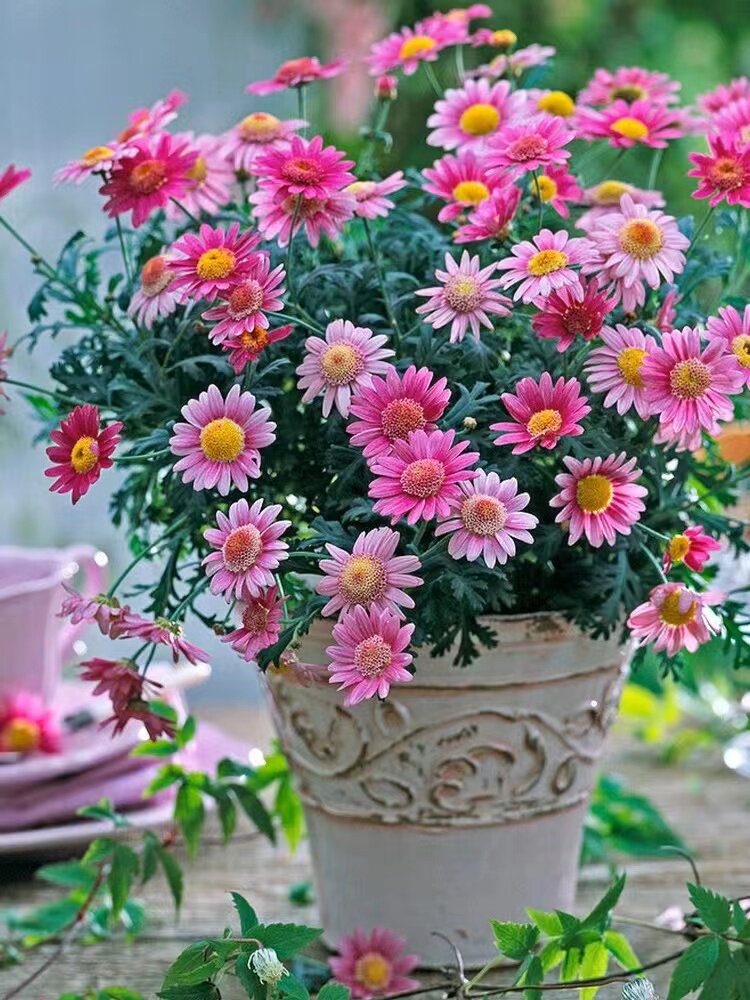 玛格丽特花苗菊盆栽带花苞阳台庭院耐寒花卉花期长易爆盆小雏菊花