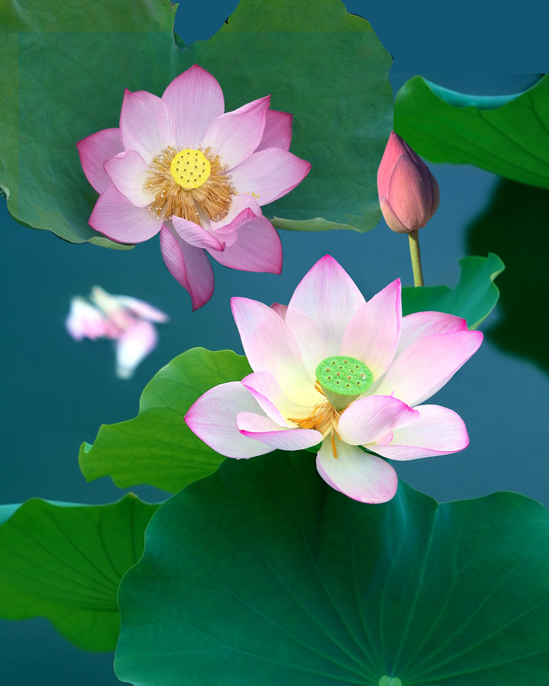 荷花盆栽水养种根苗种藕苗缸栽荷花鱼缸家养四季大荷花庭院莲荷花