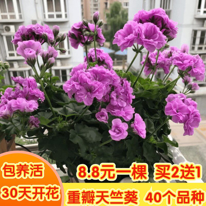 大花天竺葵花苗重瓣花卉庭院阳台四季开花不断盆栽带花苞发货