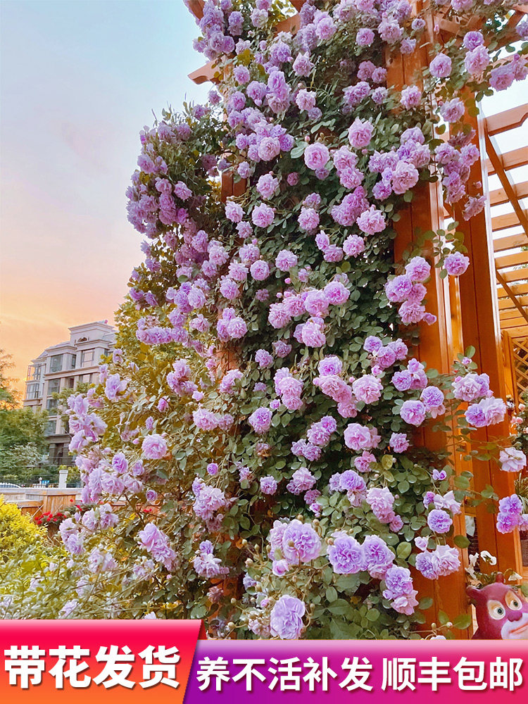蓝色阴雨浓香藤本月季花苗阳台爬藤玫瑰四季开多花蔷薇盆栽蓝紫色