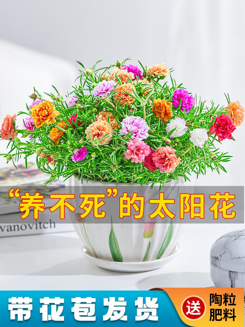太阳花盆栽重瓣混色花卉绿植四季开花阳台室内好养盆栽植物带花苞
