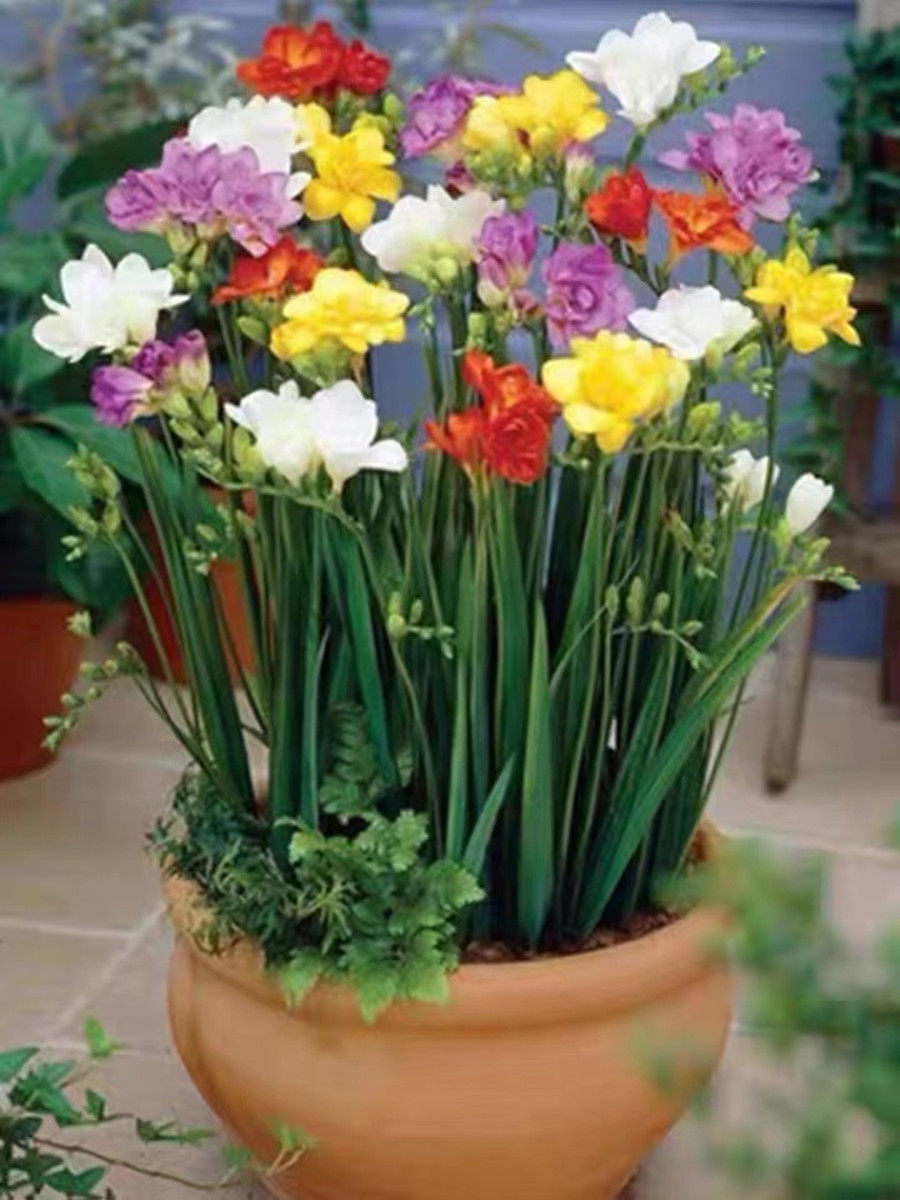 香雪兰种球四季开花好养进口小苍兰大种球重瓣花卉阳台庭院种植花