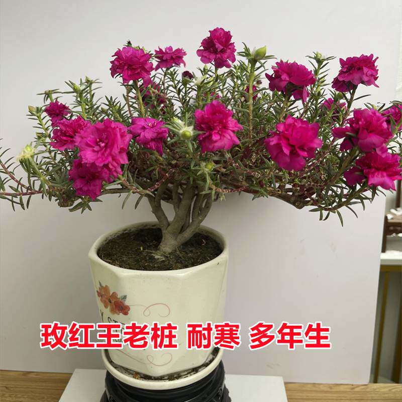 牡丹玫红王老桩重瓣太阳花带根造型牡丹紫老桩