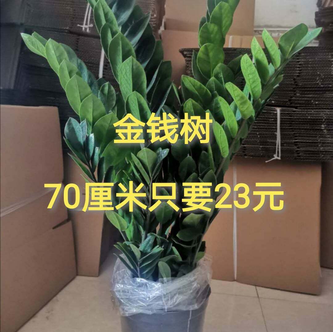 金钱树盆栽钱串子招财树办公室客厅绿植金钱树盆栽发财树四季常青