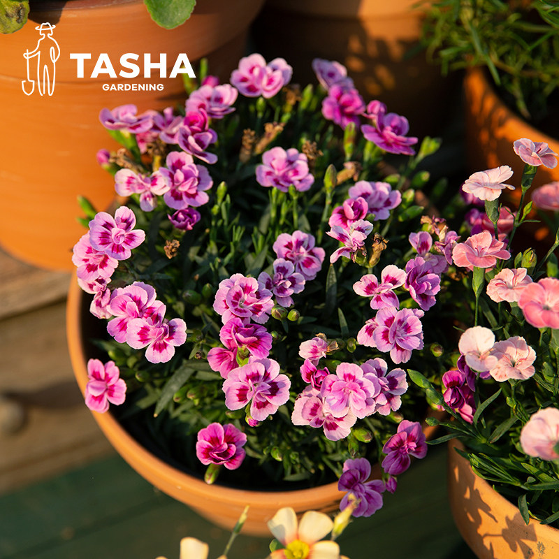 塔莎的花园 石竹康乃馨蜜桃派紫色阳台盆栽开花带花易养护多年生