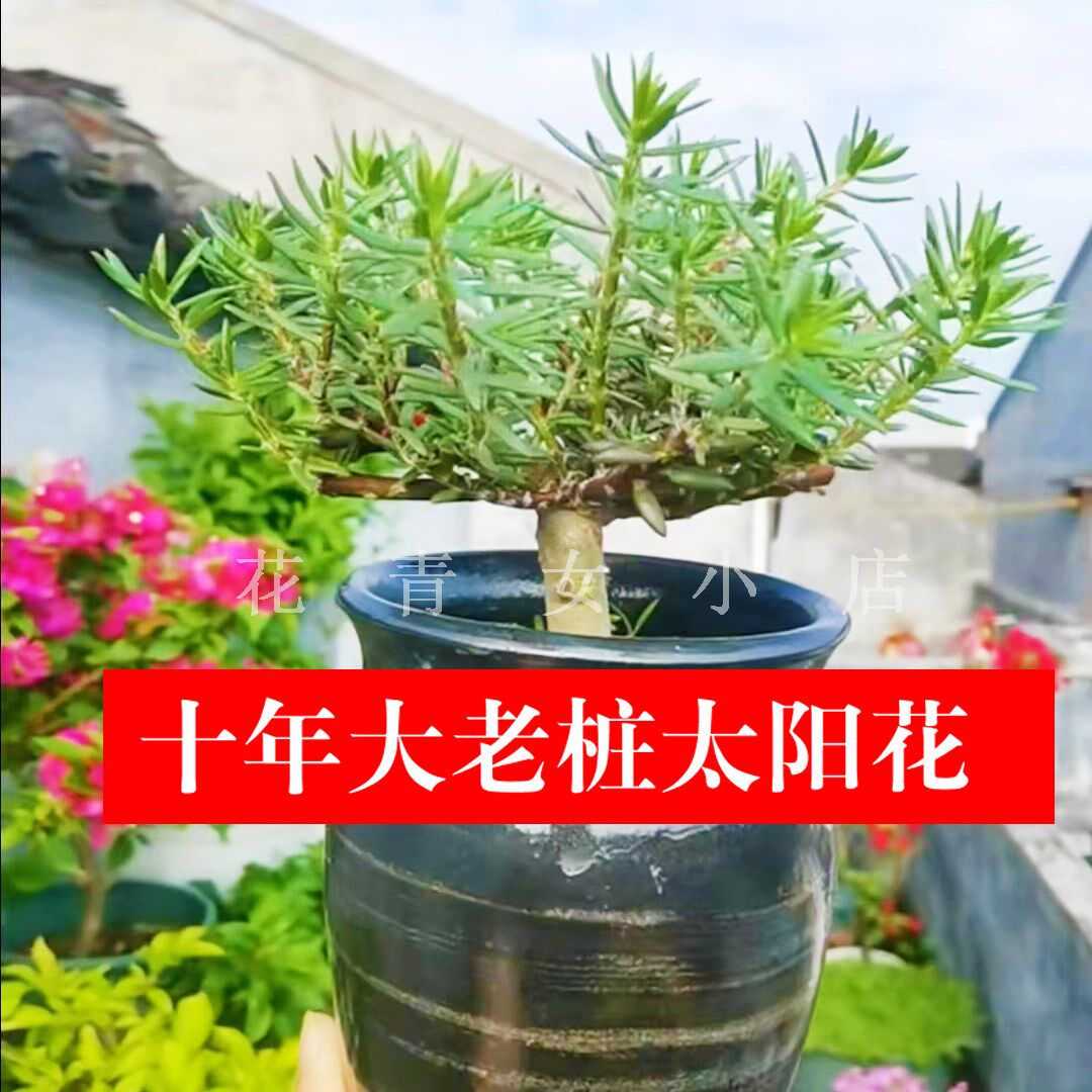 宿根重瓣太阳花老桩大老桩太阳花苗独杆多年生玫红王老桩太阳花