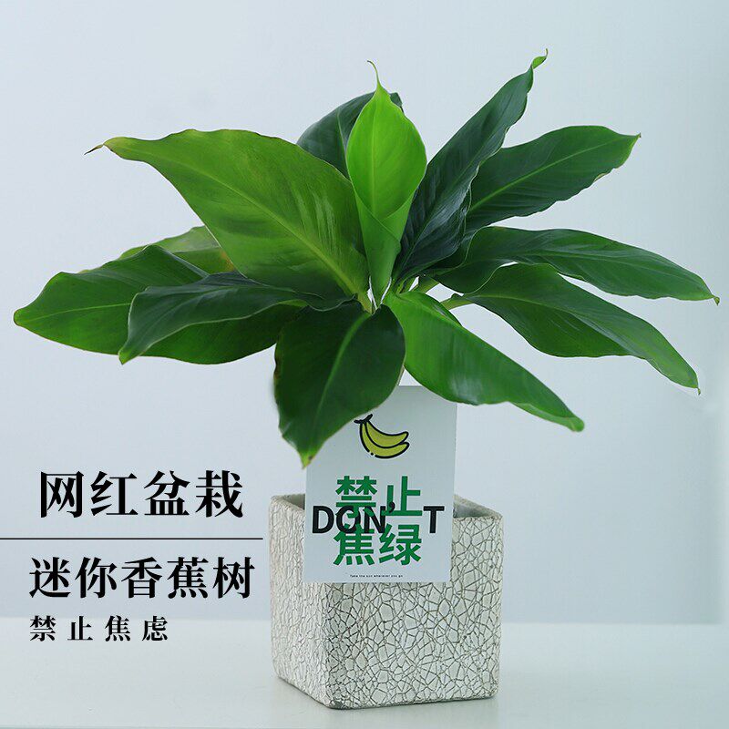 迷你香蕉树水果盆栽室内桌面禁止蕉绿网红绿植芭蕉超级懒人植物