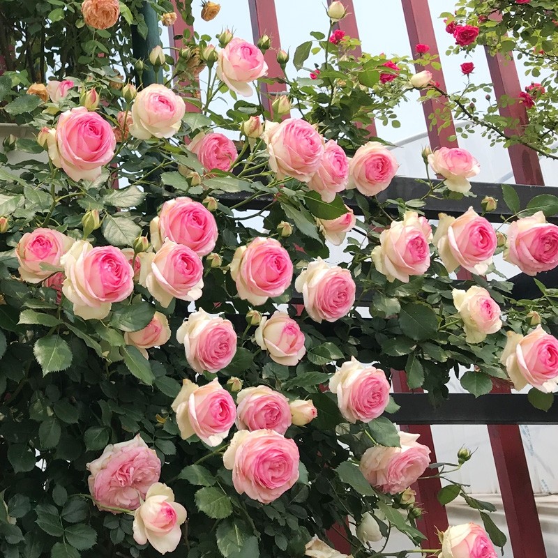 粉色龙沙宝石爬藤月季四季开花庭院大苗欧藤本月季特大花蔷薇花苗