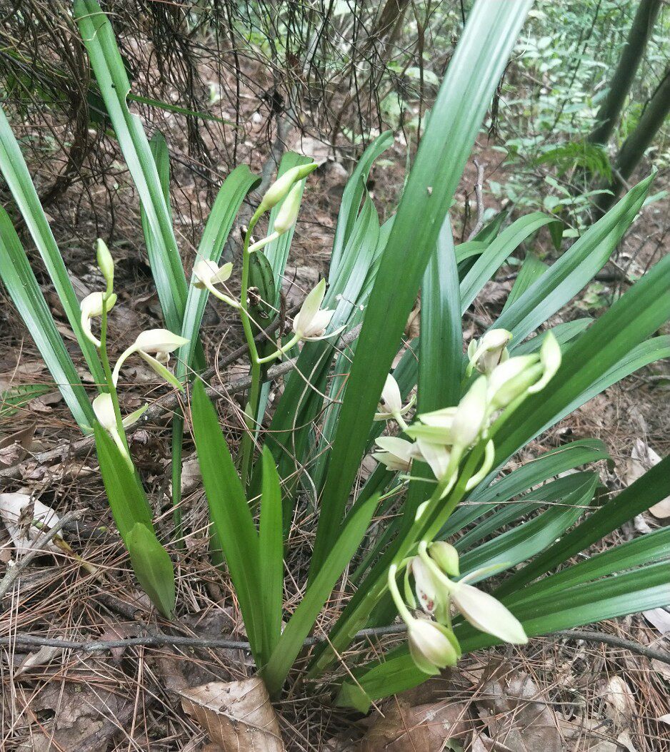 兰花苗带花苞春兰建兰蕙兰花卉阳台客厅植物室内四季盆栽好养易.