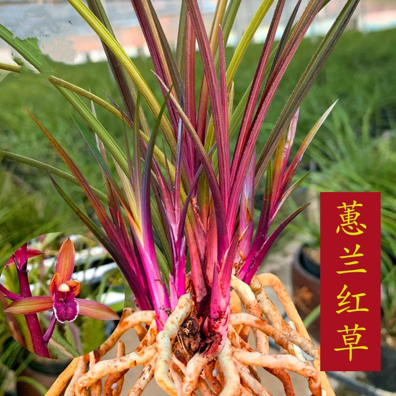 蕙兰红草 精品红花红芽冬带花苞出售 有香味的兰花苗室内好养花卉