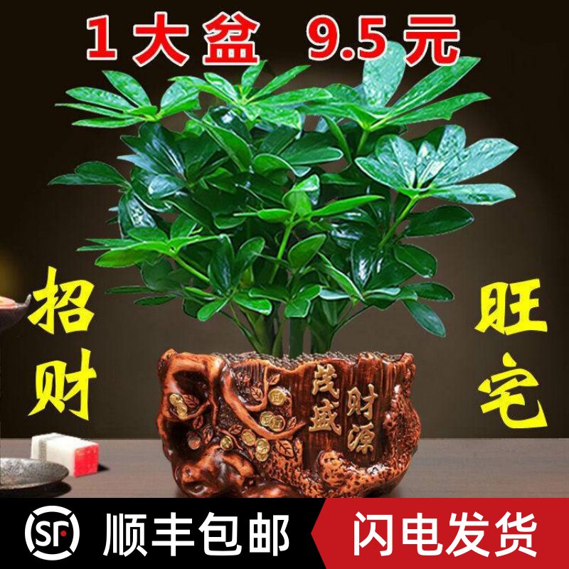 八方来财鸭脚木盆栽绿植发财树招财金钱树室内桌面幸福平安树盆栽