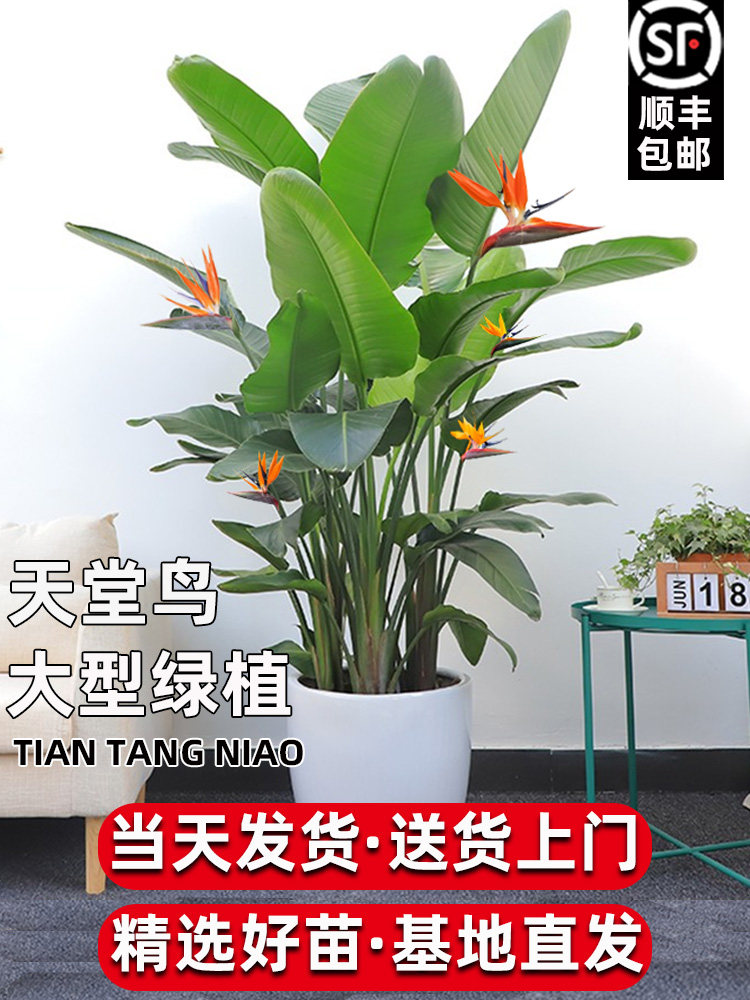 天堂鸟盆栽绿植大型室内客厅花卉大叶植物办公室好养活四季鹤望兰