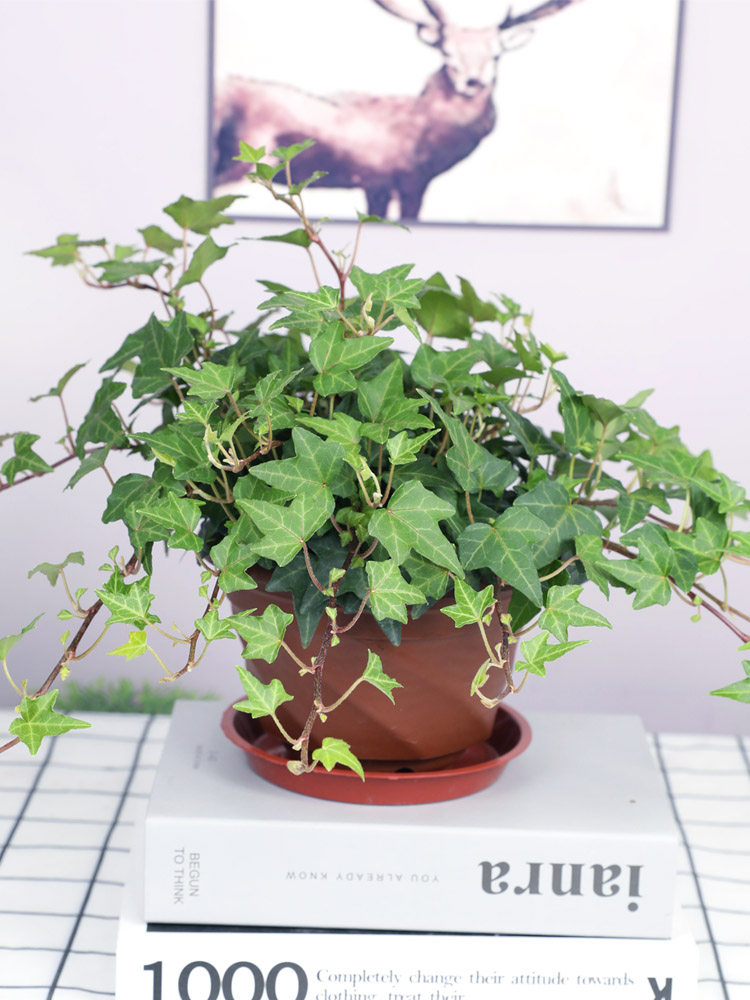 常春藤盆栽藤蔓室内垂吊兰长春藤吸甲醛爬常青藤观叶绿植净化空气