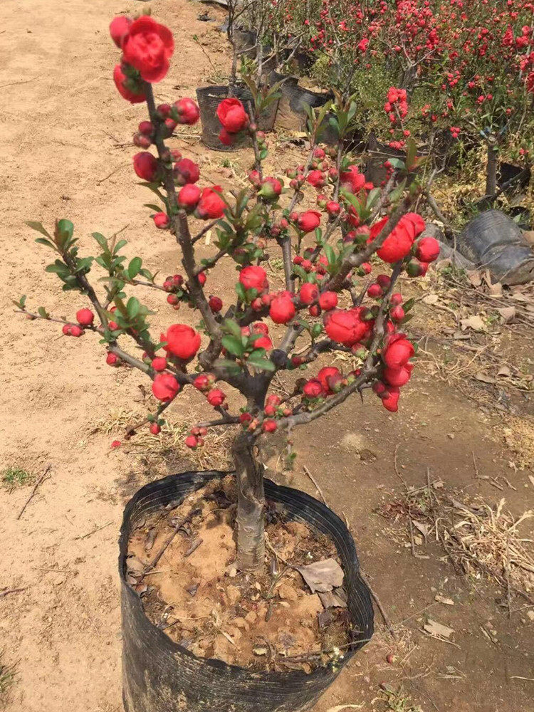 日本重瓣长寿冠海棠花苗盆景室内外观花年宵花卉海棠花苗盆栽绿植