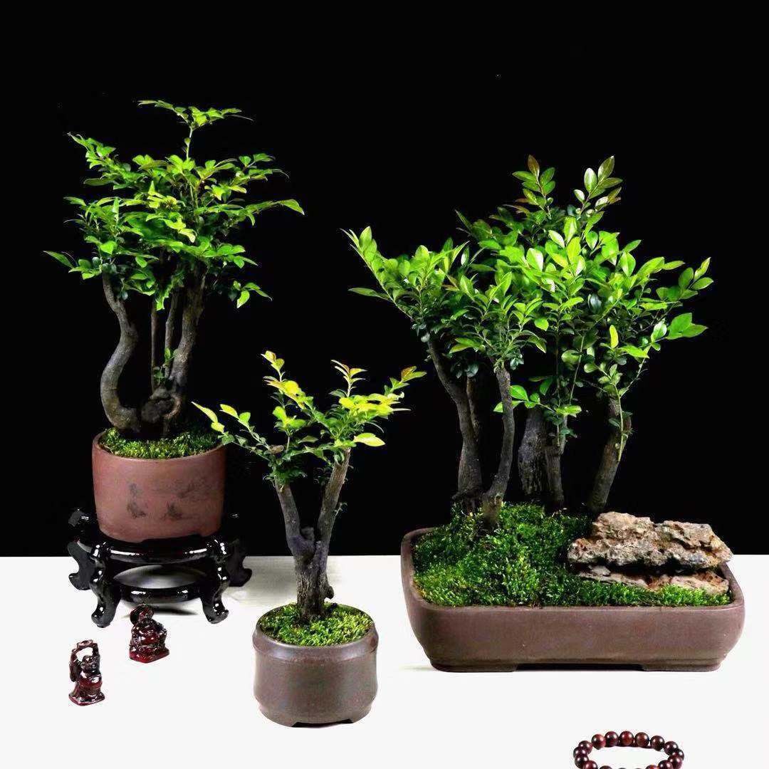 黑骨茶小叶紫檀盆景树苗花卉盆栽办公室植物书房四季常青好养绿植