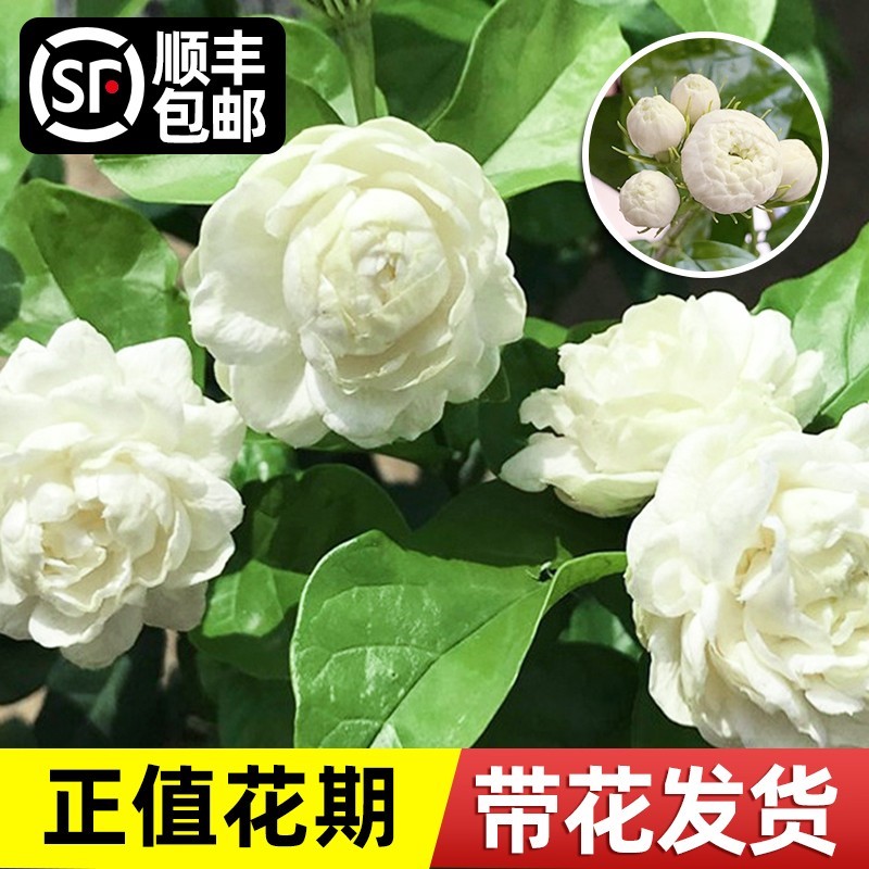 虎头茉莉花盆栽重瓣带花苞四季开花卉绿植物室内阳台浓香好养花苗