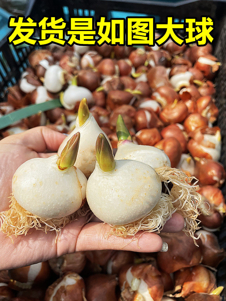 郁金香种球进口重瓣水培植物室内绿植盆栽种子水仙花卉风信子水养