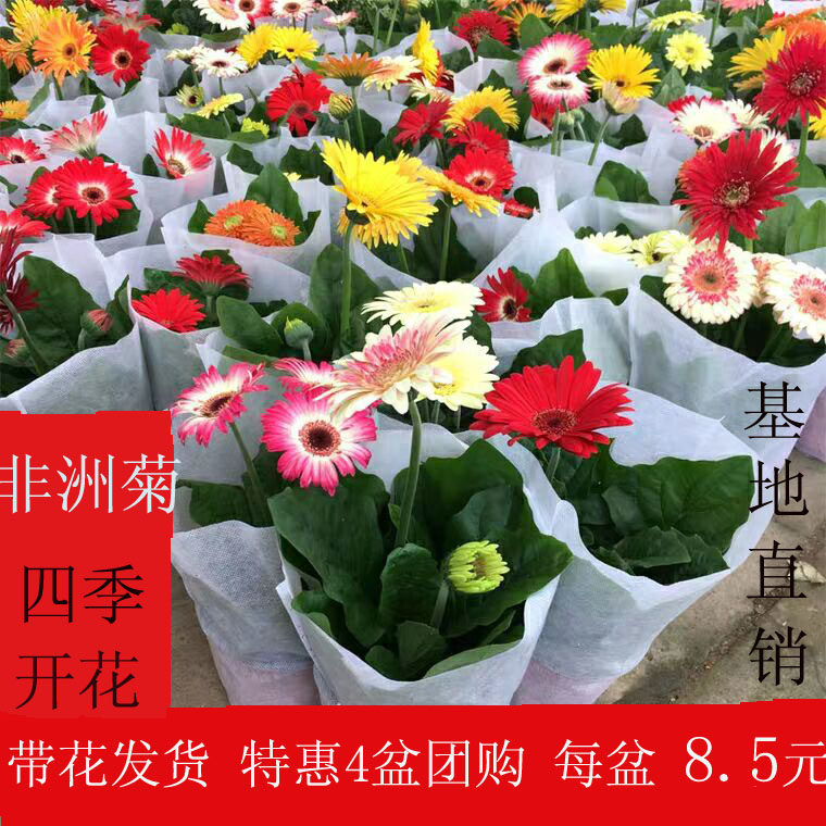 非洲菊盆栽带花苞扶郎花盆栽阳台办公室盆栽植物花卉易活四季开花