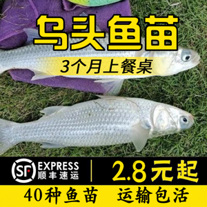 乌头优质海淡水养殖当地鱼苗