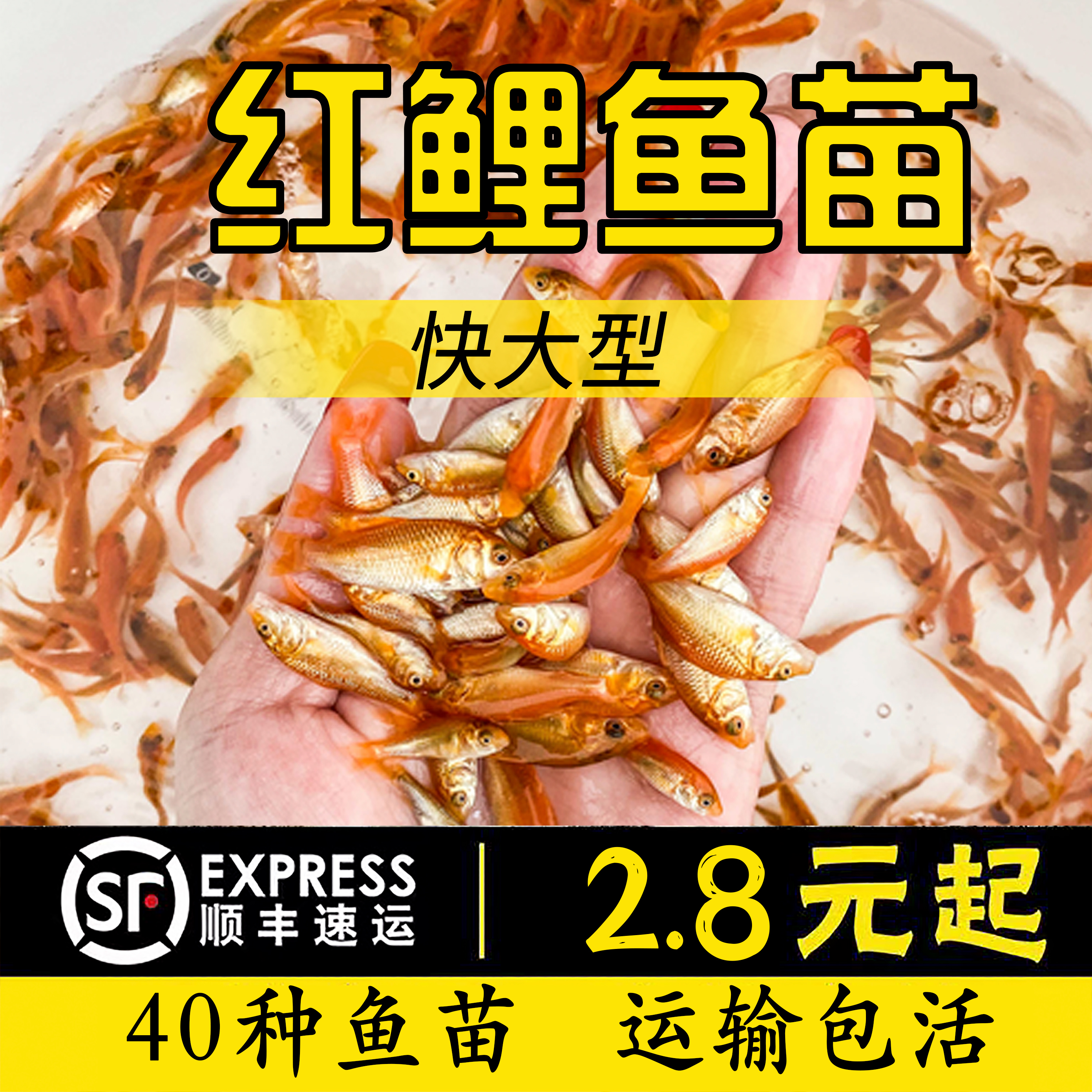 红鲤鱼苗可食用的观赏红鲤鱼兴国红鲤鱼苗观赏荷包红鲤鱼苗鲤鱼苗-封面