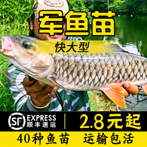 鱼苗黄娟河坚倒刺青竹活体淡水