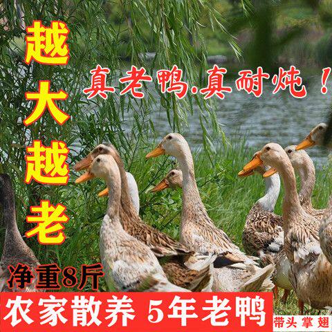 【5年老鸭】冷链发货顺丰快递散养老鸭子土鸭水鸭麻鸭新鲜鸭子整