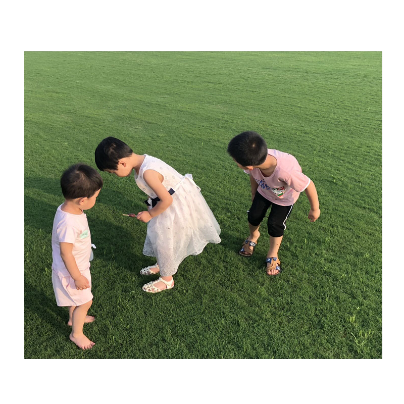 庭院绿化草坪马尼拉带土剪股颖