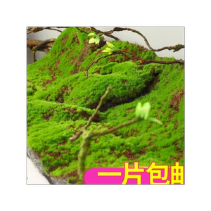 塑料墙面装饰青苔地毯人工草皮