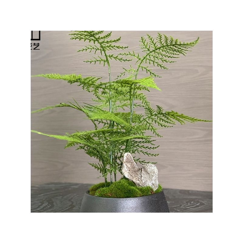 花艺样板房玄关文竹盆栽仿真绿植
