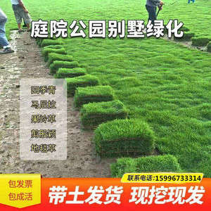 带泥土真草皮草坪庭院别墅绿化植物马尼拉四季青果岭草草坪绿植