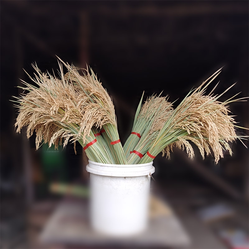 干花真花水稻天然谷物布景丰收