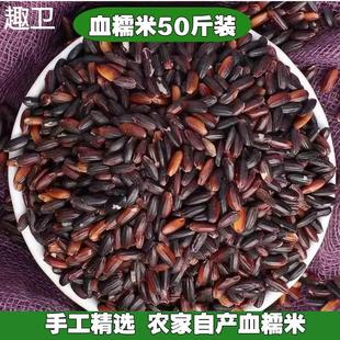 东北血糯米50斤商用黑糯米紫米粘黏新米包粽子饭团奶茶店专用杂粮