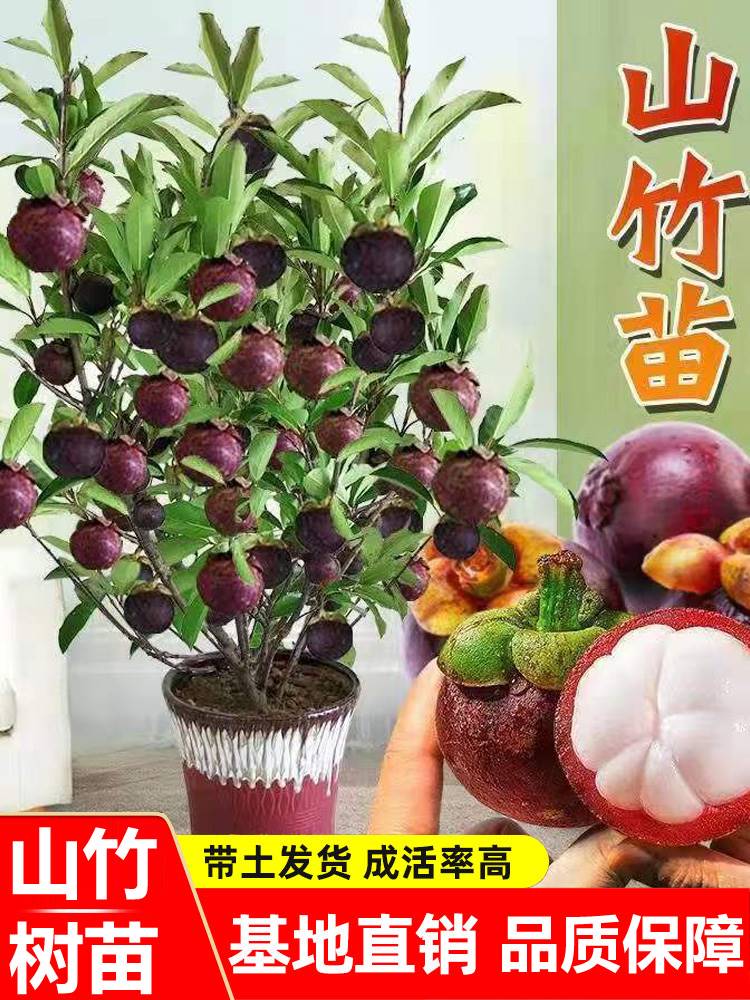 泰国无籽山竹果树苗山竹树苗南方北方种植四季盆栽地栽当年结果