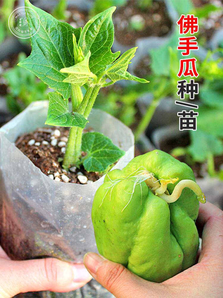 佛手瓜种瓜种苗种子种籽带芽新鲜发芽福寿瓜苗春季盆栽蔬菜苗孑