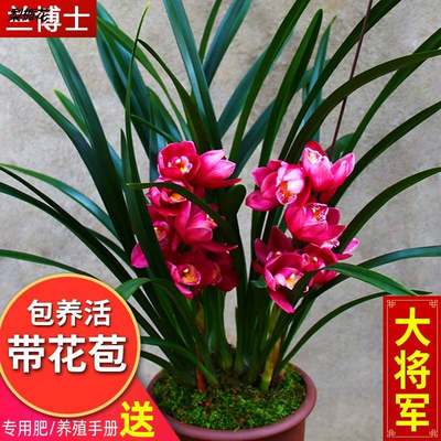 名贵兰花苗浓香型【大将军】直销花期带花苞四季兰花卉绿植兰草