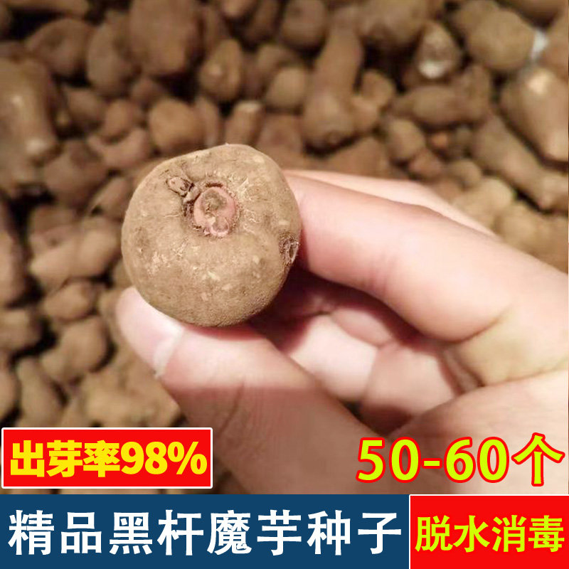 云南精品魔芋种子高产优质花杆魔芋二代一代种子脱水消毒魔芋种球|ruв категории семья/личные чистящие средства, домашнюю работу/слово уборка посуды, 一次性围裙 - от Buy2taobao.com для оказания профессиональной услуги покупки агента Taobao